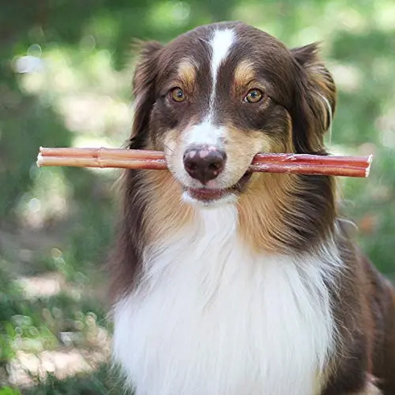 All-Natural Bully Beef Sticks (16Oz): Healthy, Odorless, Fully Digestible Dog Chews